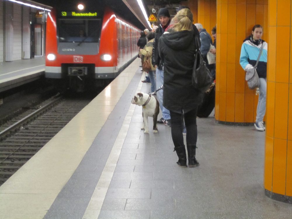 MVG Hunde von München 3 & 4